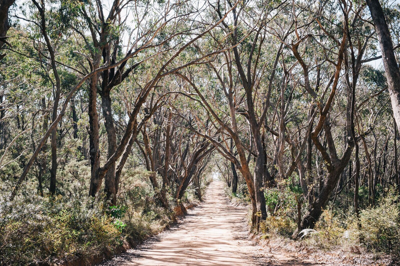Grand Canyon Track