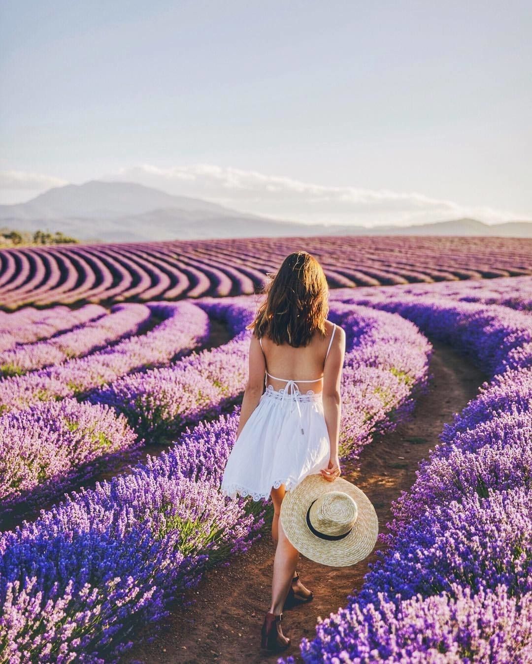 Bridestowe Lavender Farm