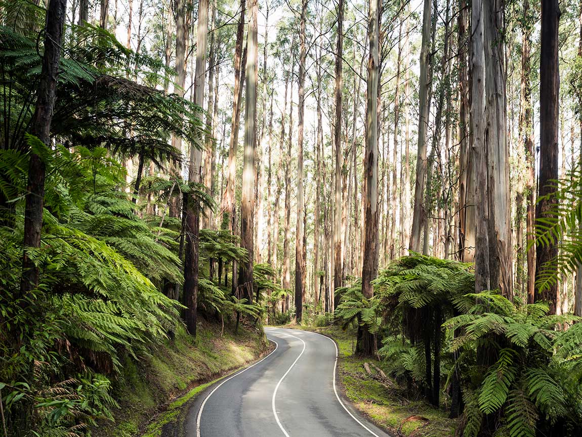 Black Spur Drive (Image Credit: Visit Melbourne)