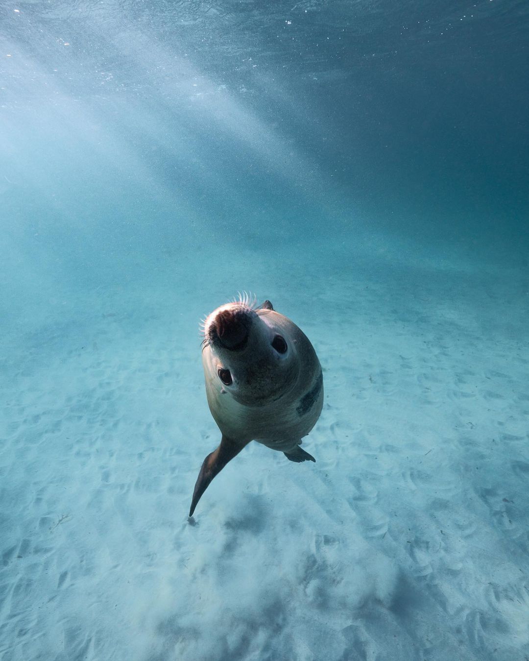 Jurien Bay, Sea Lion (Image Credit: Australia's Coral Coast)