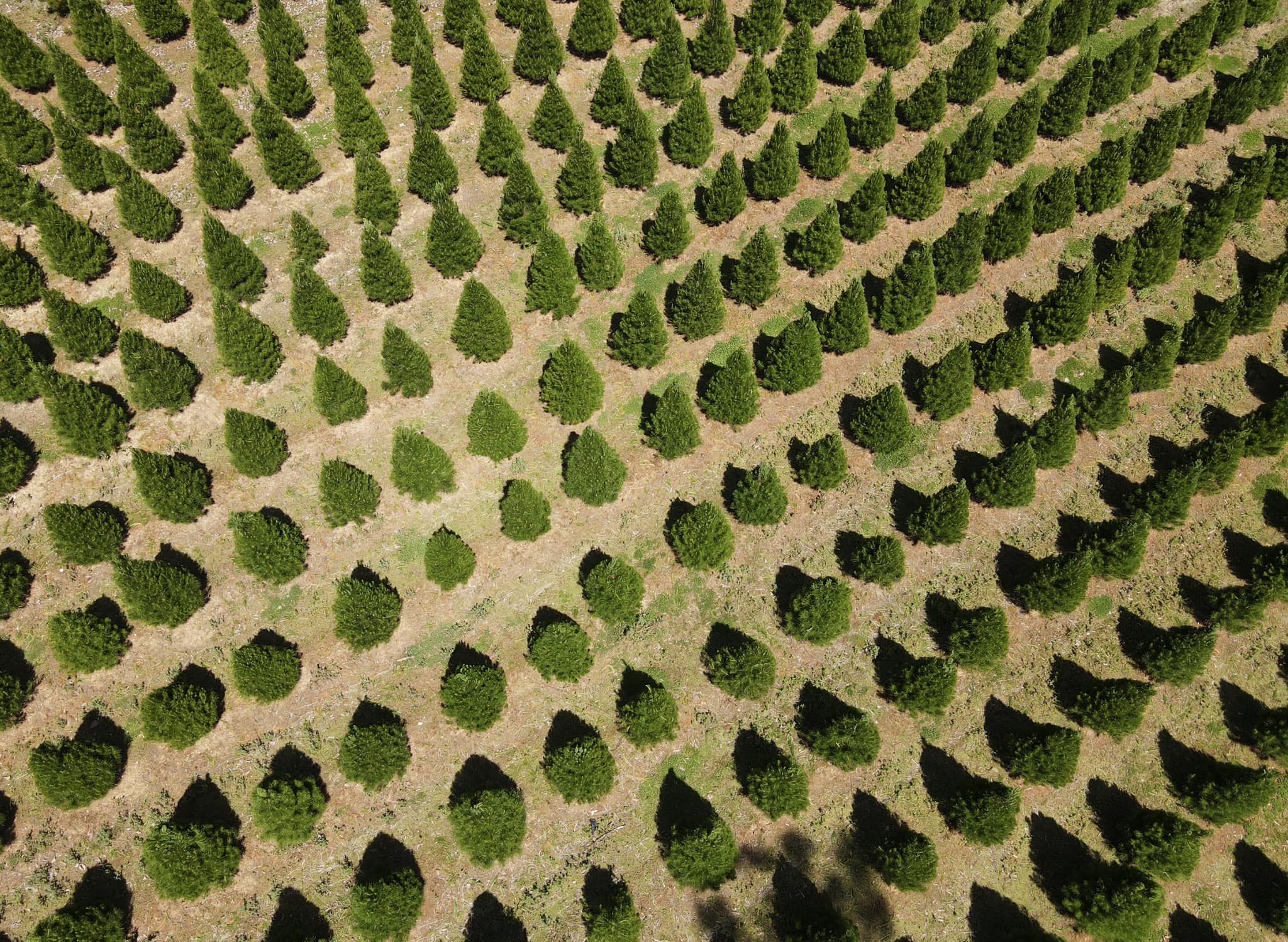 Montrose Christmas Tree Farm