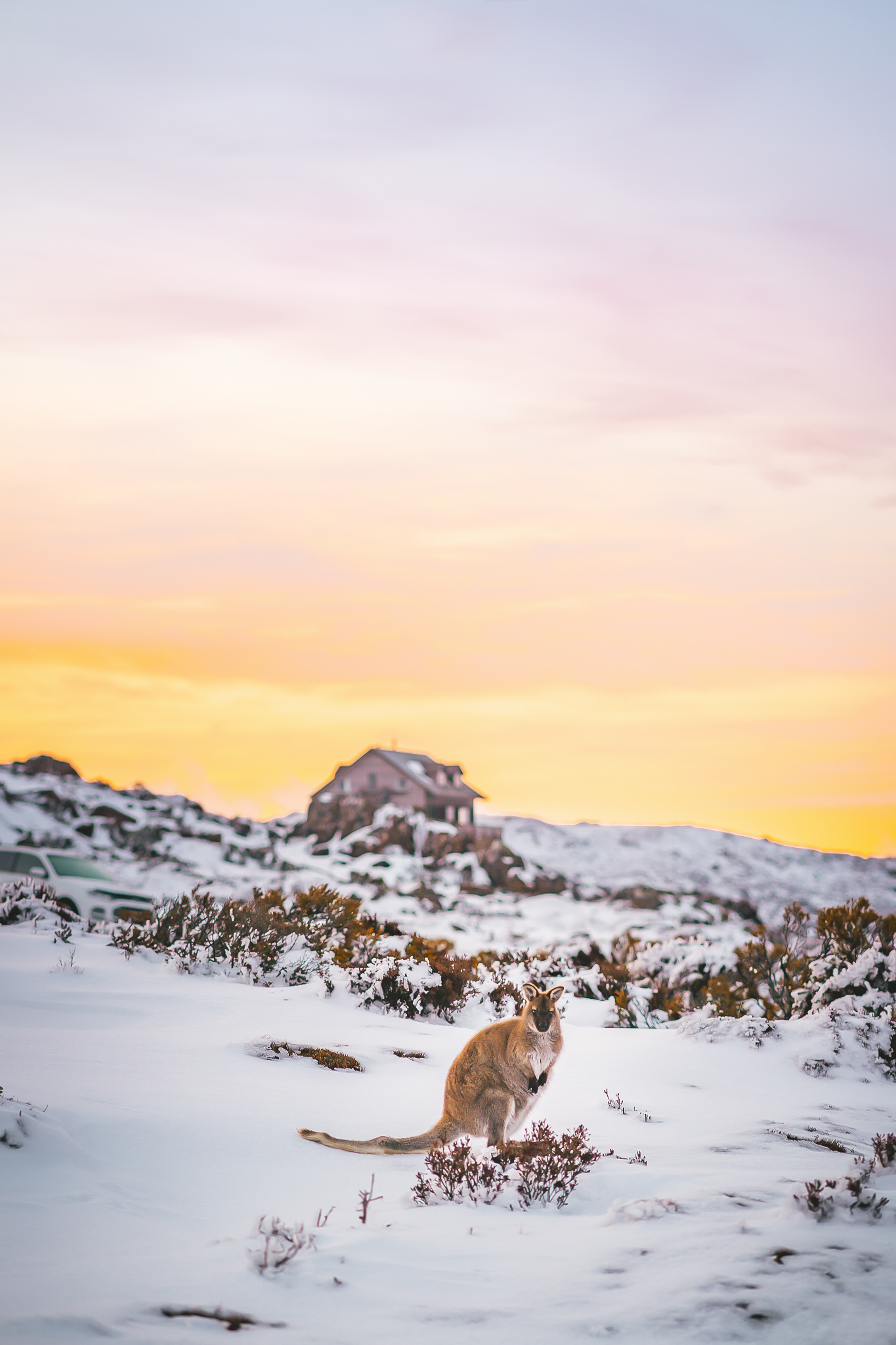 Ben Lomond National Park (Photo credit: Tim Whybrow)