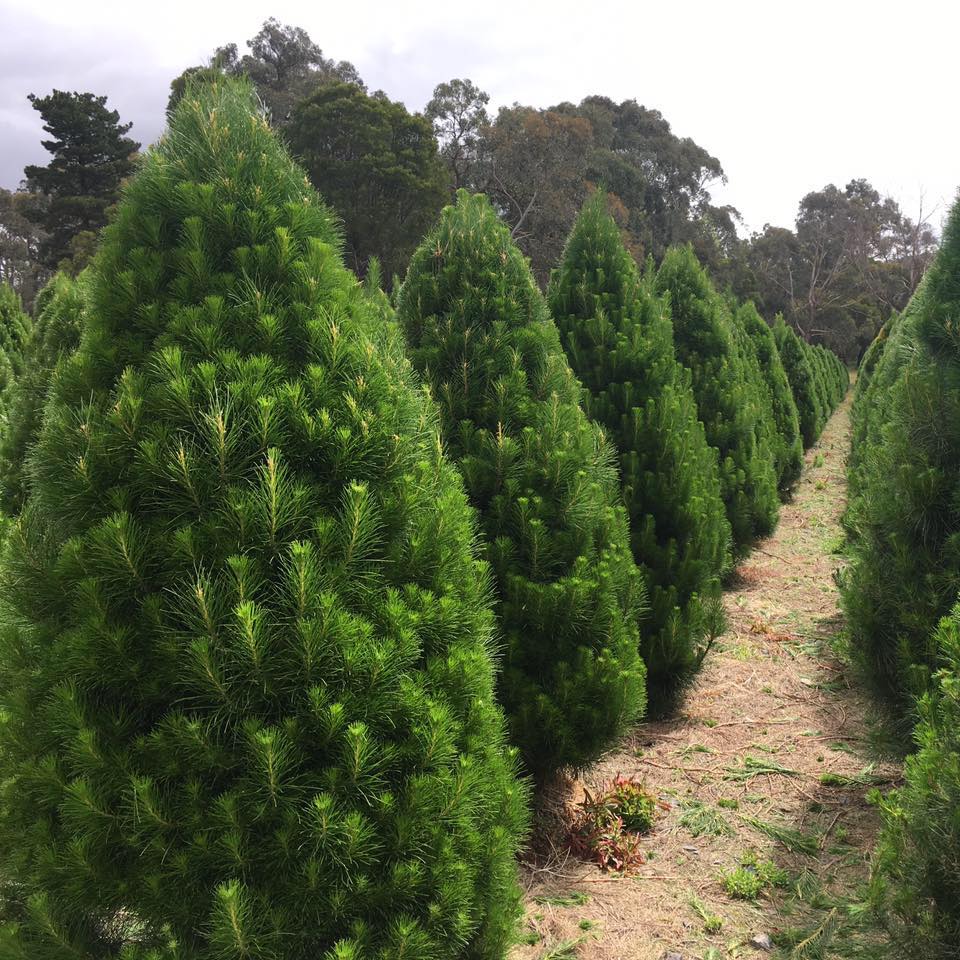 North Pole Christmas Tree Farm