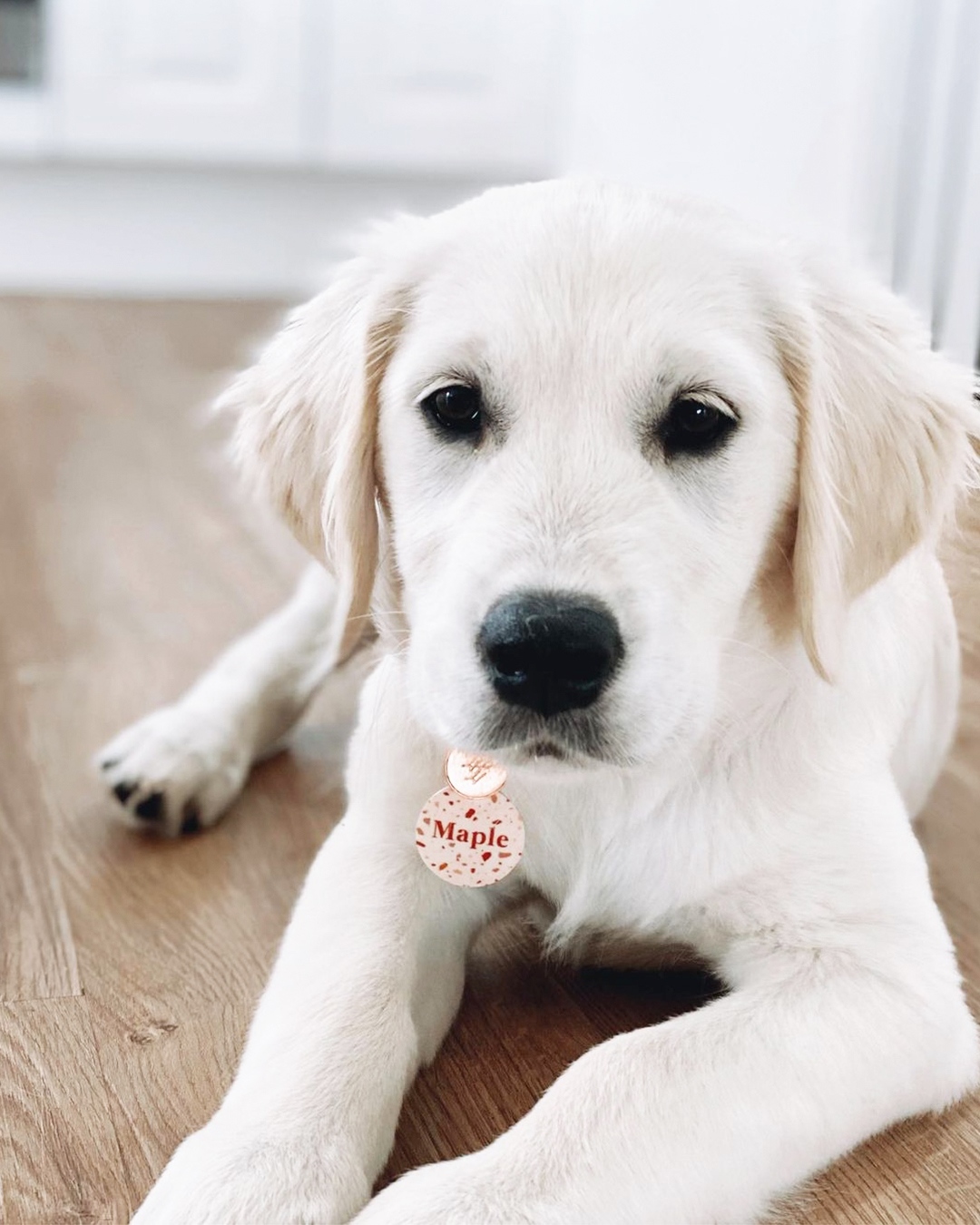 Bailey & Bone (Image Credit: @maple_the_goldennn)