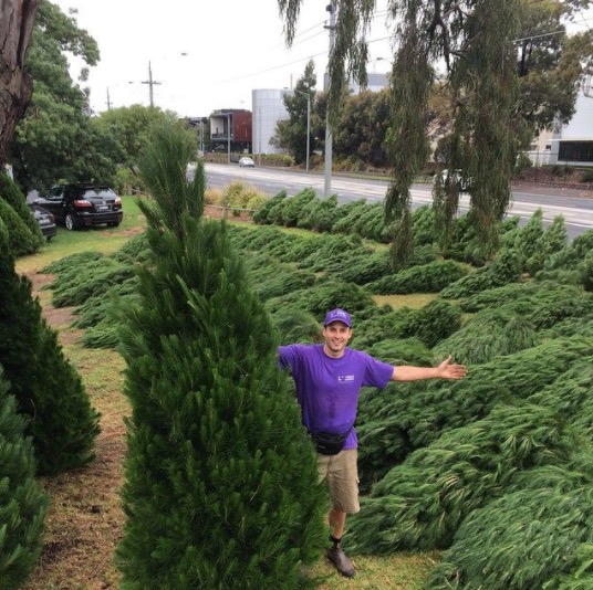 Melbourne Xmas Trees