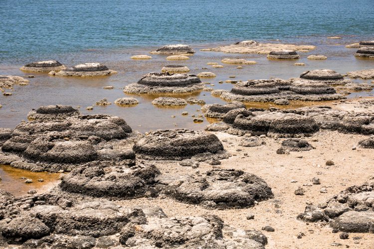 Lake Thetis Thrombolites  (Image Credit: Australia Your Way)