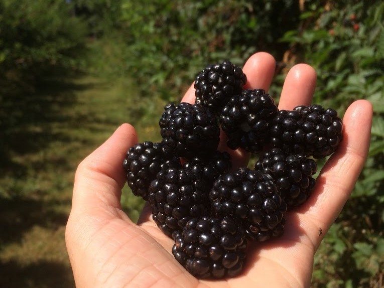 Fielderberry Farms