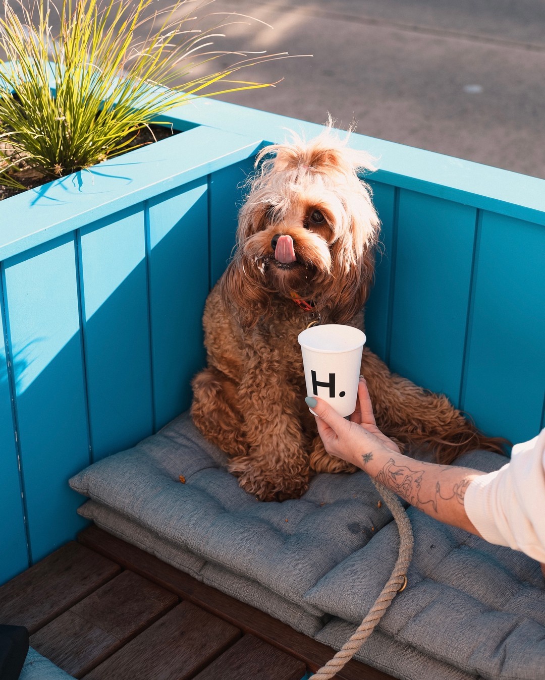 Harry's Bondi