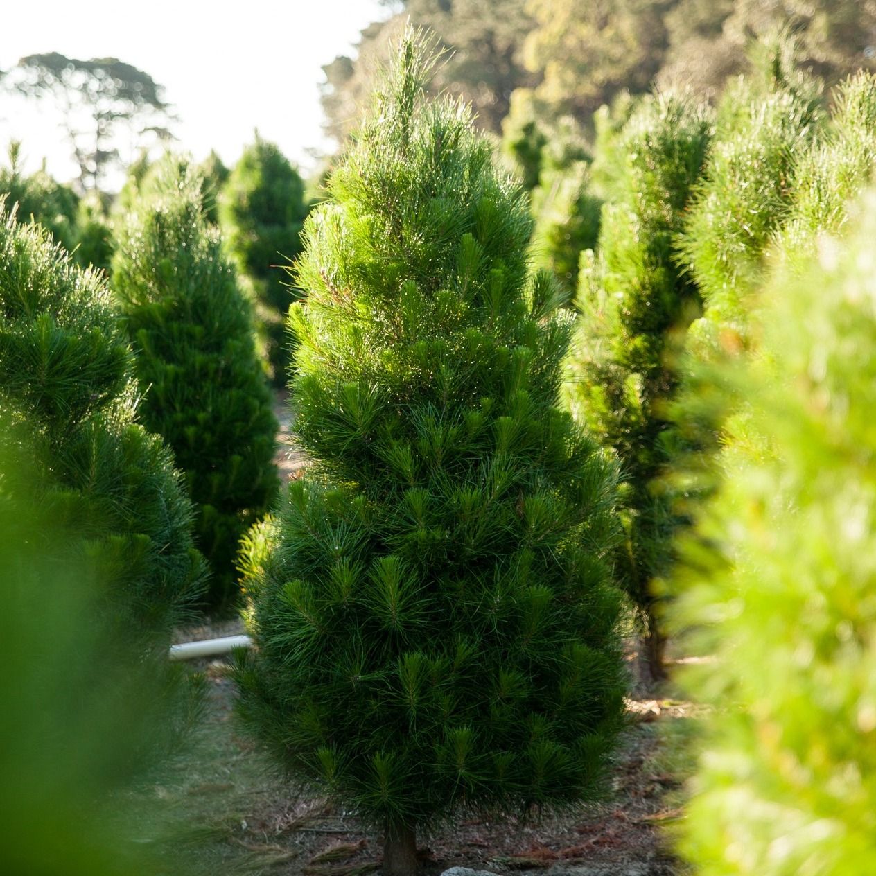 Dandenong Christmas Tree Farm