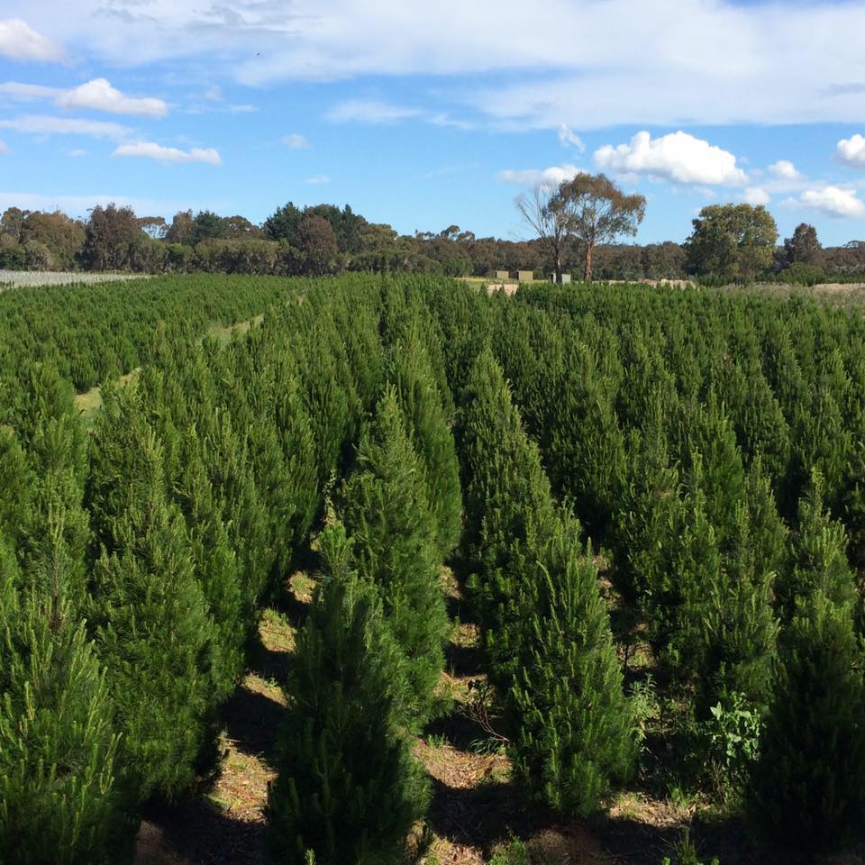 Moorooduc Christmas Tree Farm