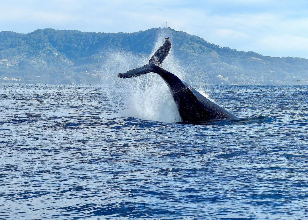 (Image Credit: Coffs Coast)