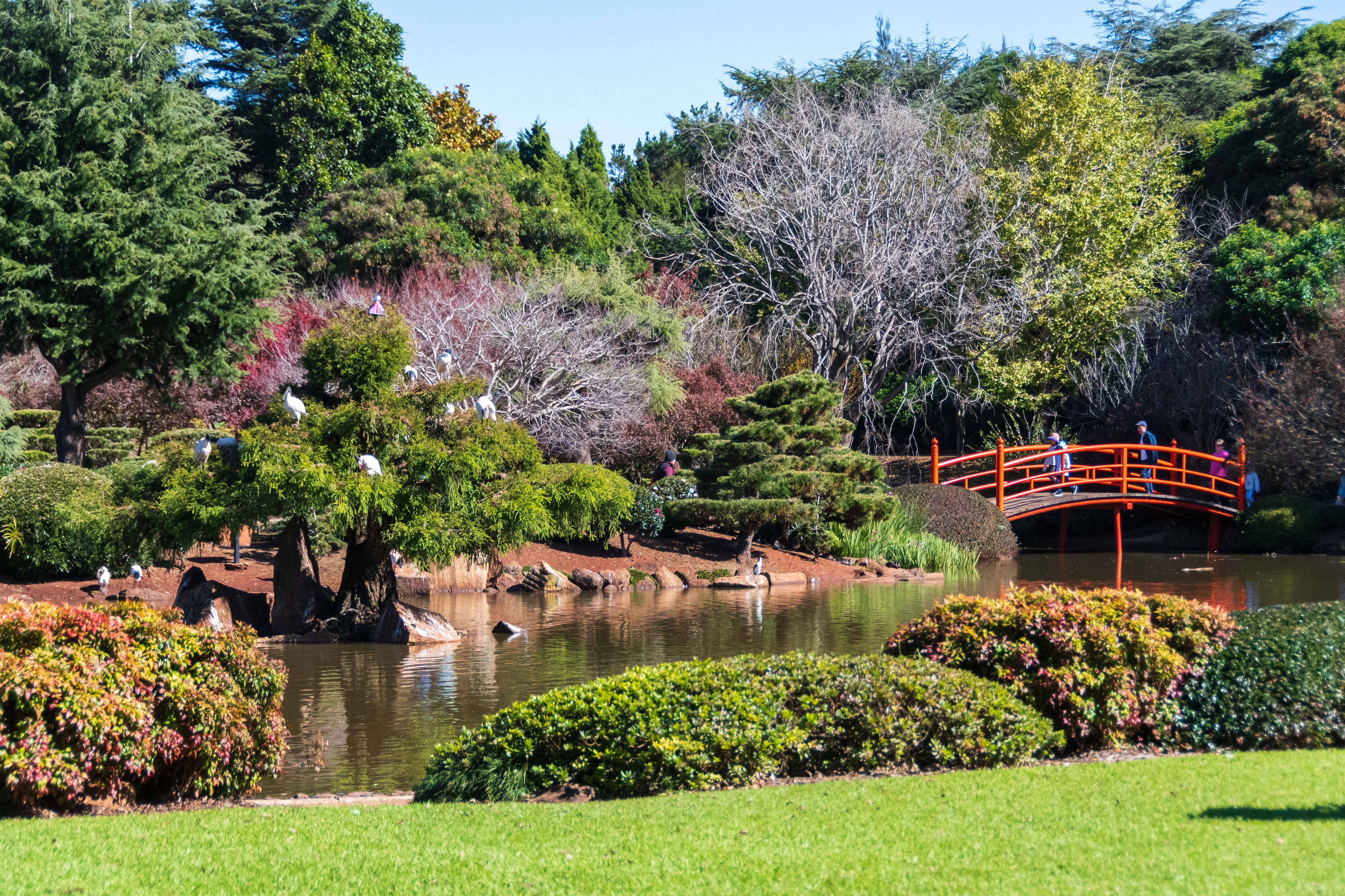 Japanese Garden Ju Raku En (Photo credit: Tourism and Events Queensland)