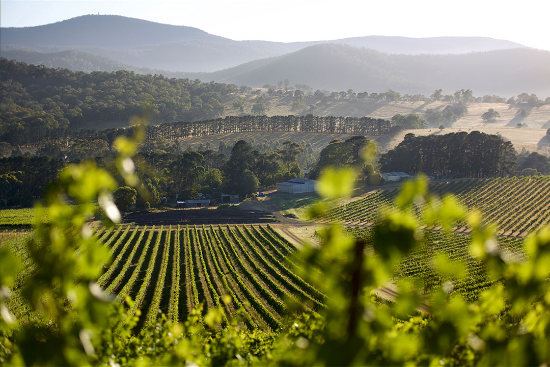 De Bortoli Yarra Valley