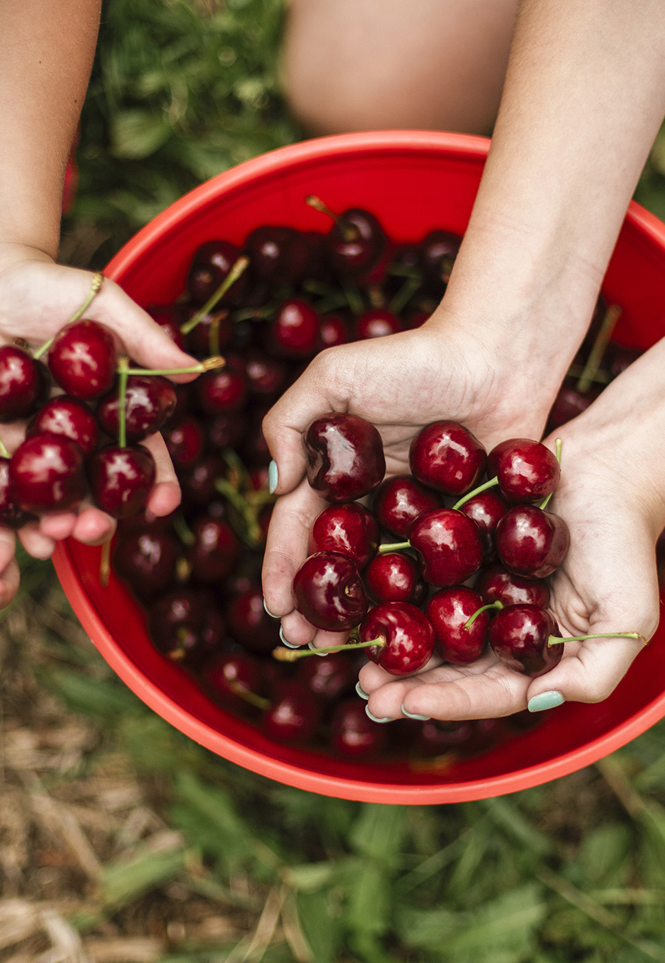 Cherry Hill Orchards 