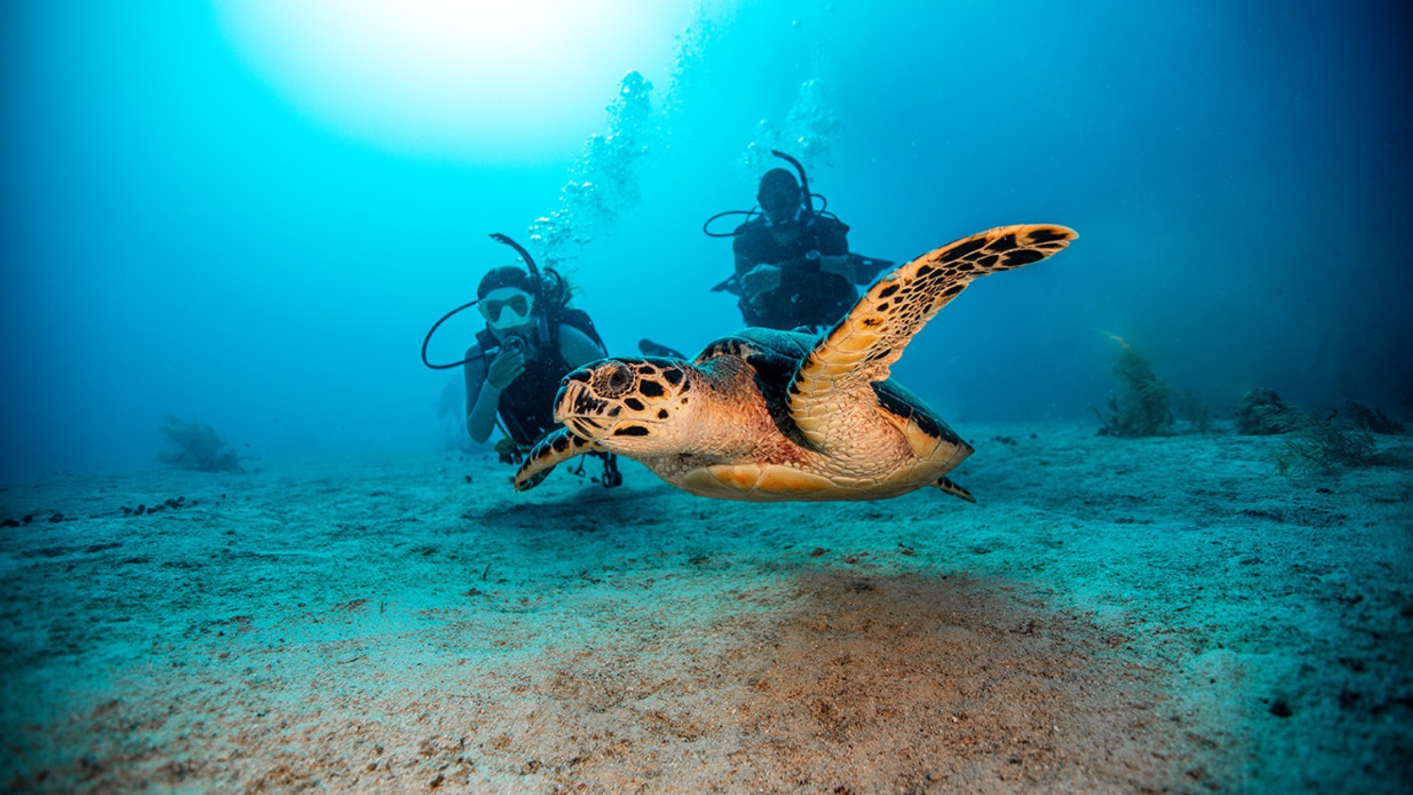 Snorkel With Turtles at Mudjimba Island