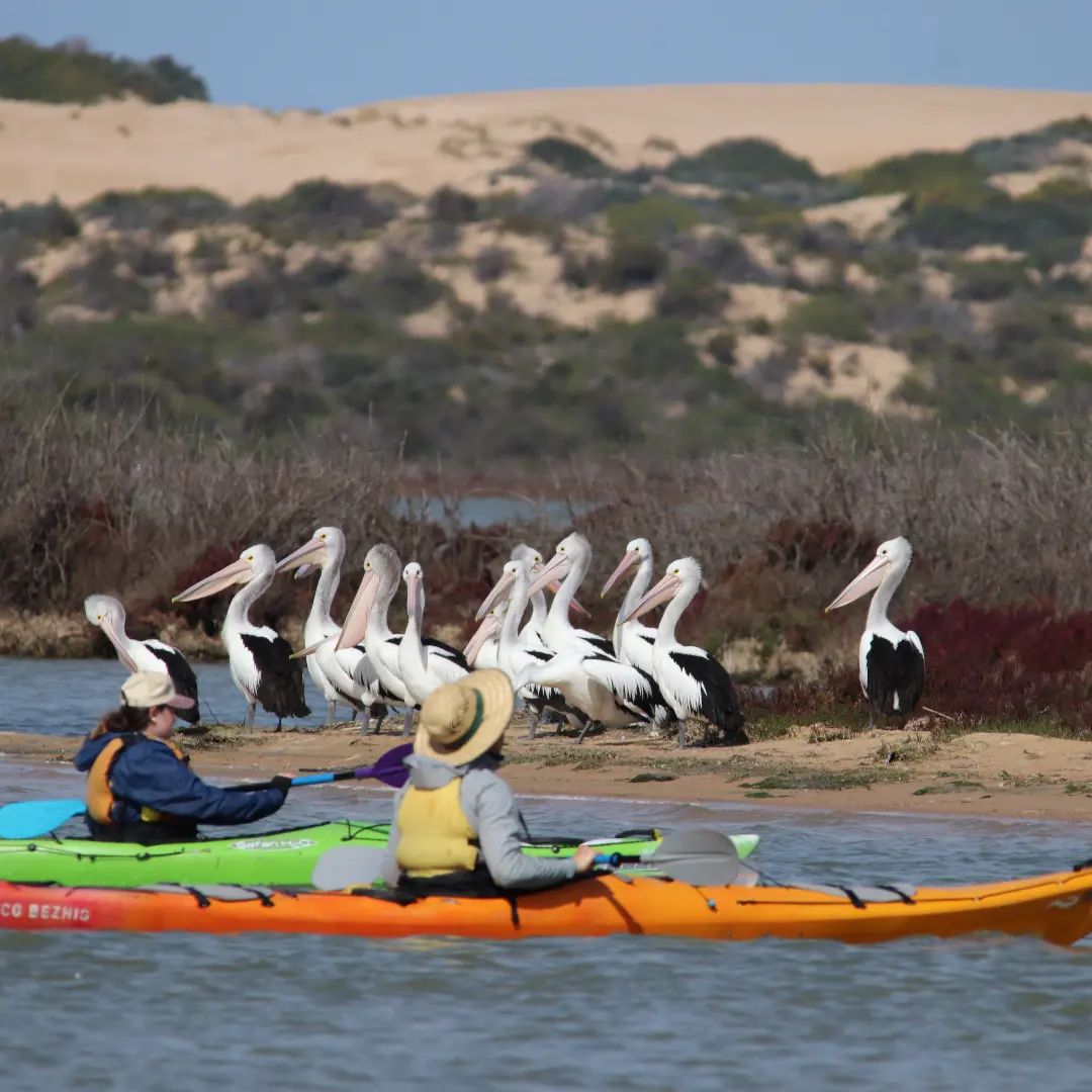 Canoe the Coorong