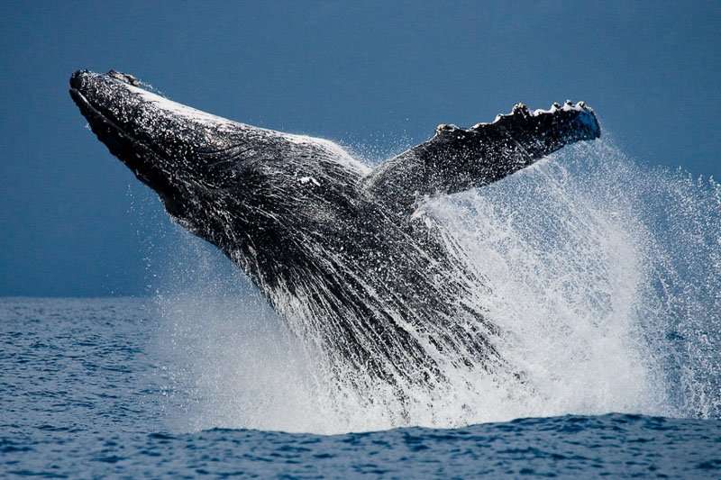 Whale Watching Tour. Image Credit: The Big Duck Boat Tours