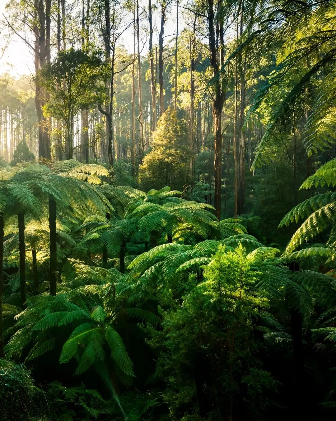 Dandenong Ranges National Park (Image Credit: @visitmelbourne)