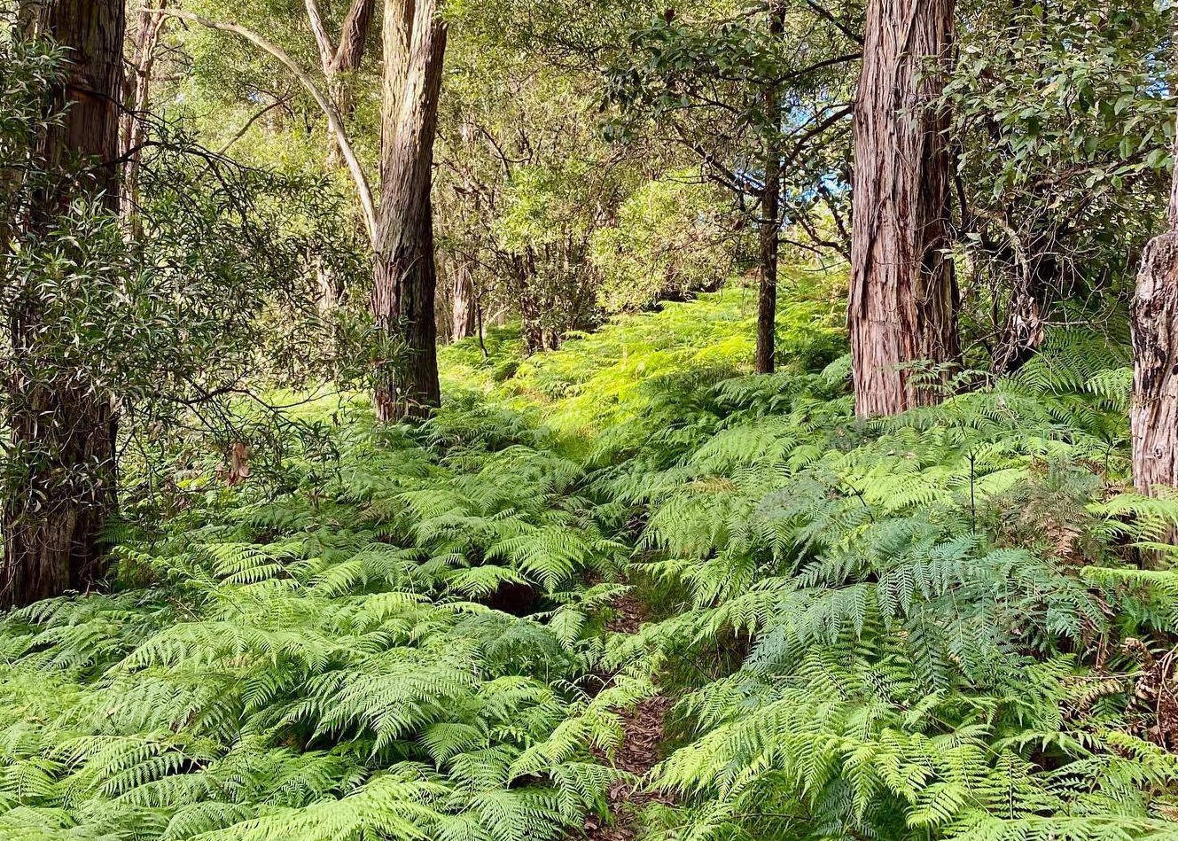 Baldry's Circuit (Image Credit: Walk Mornington Peninsula)