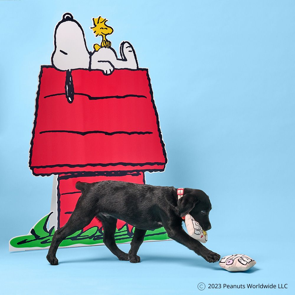 gummi x Peanuts