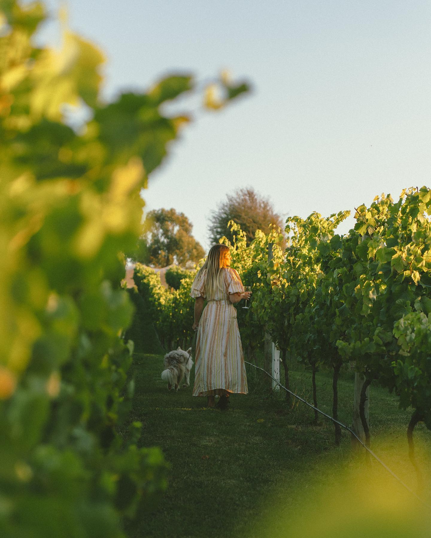 Meander Valley Vineyard (Image credit: IG @meandervalleyvineyard)