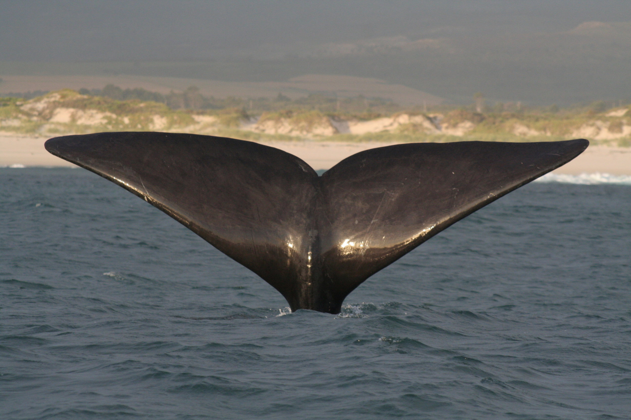 Whale Watching in Victor Harbor