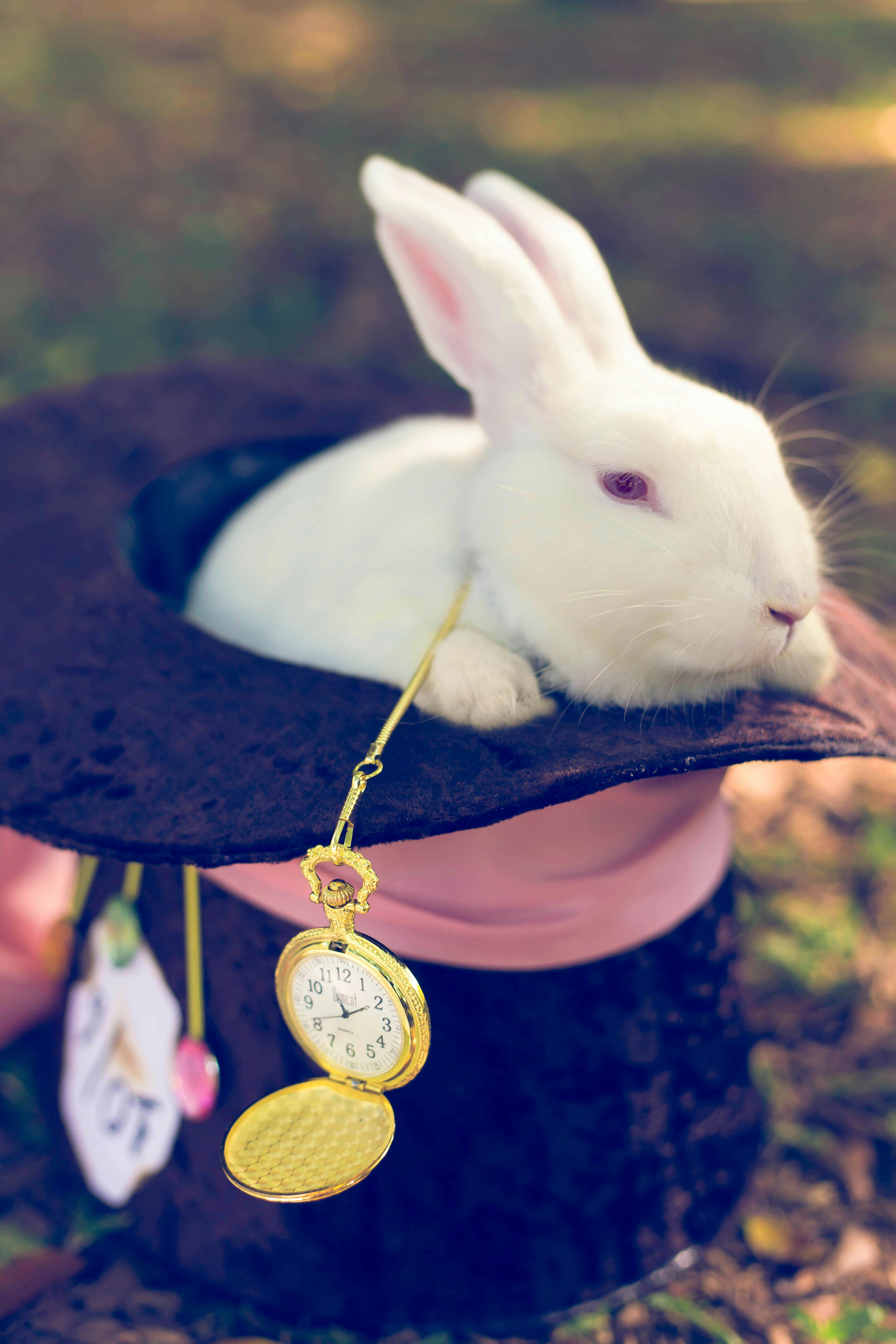 (Image Credit: Pexels/Naele Souza)