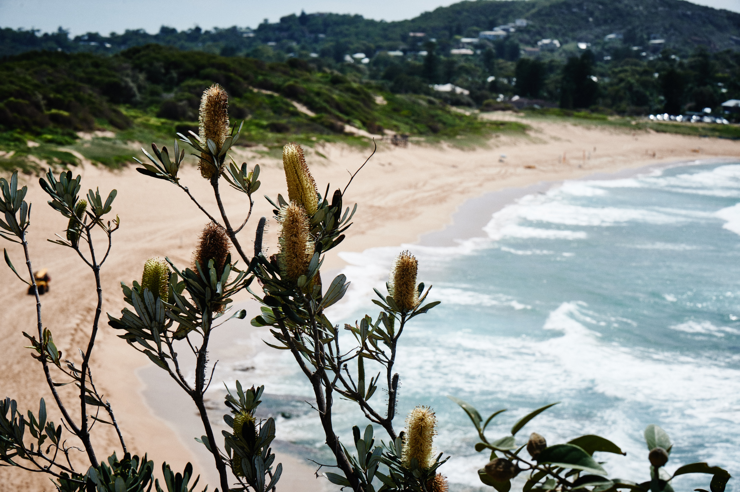 Avalon Beach