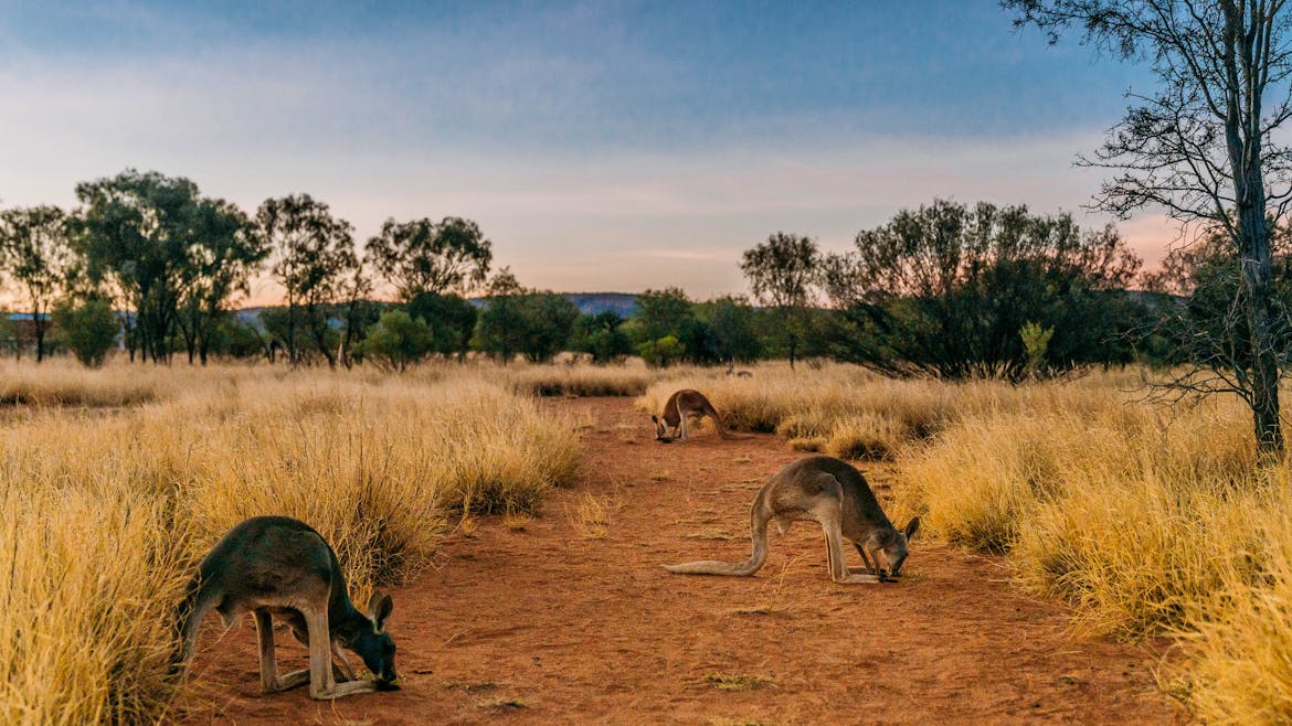 Kangaroo Sanctuary, Alice Springs. Image: Northern Territory Tourism
