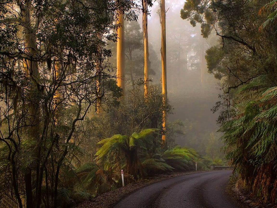 Turtons Track (Image Credit: Visit Melbourne)