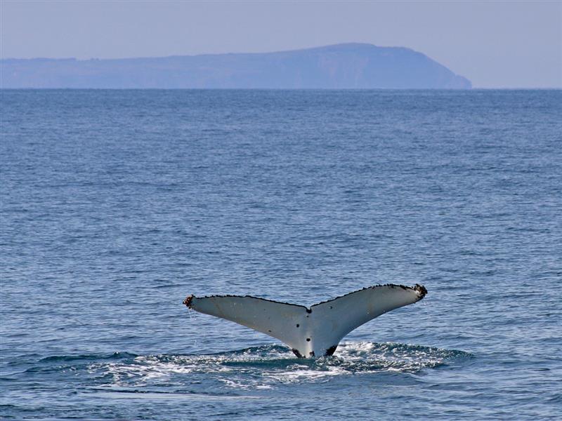 Whale Watching in Portland (Image Credit: Visit Melbourne)