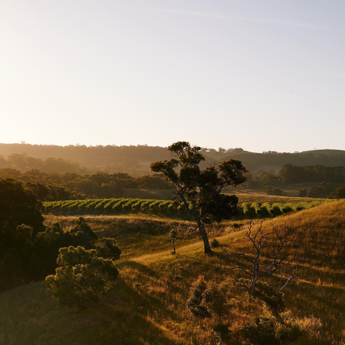 Longview Vineyard
