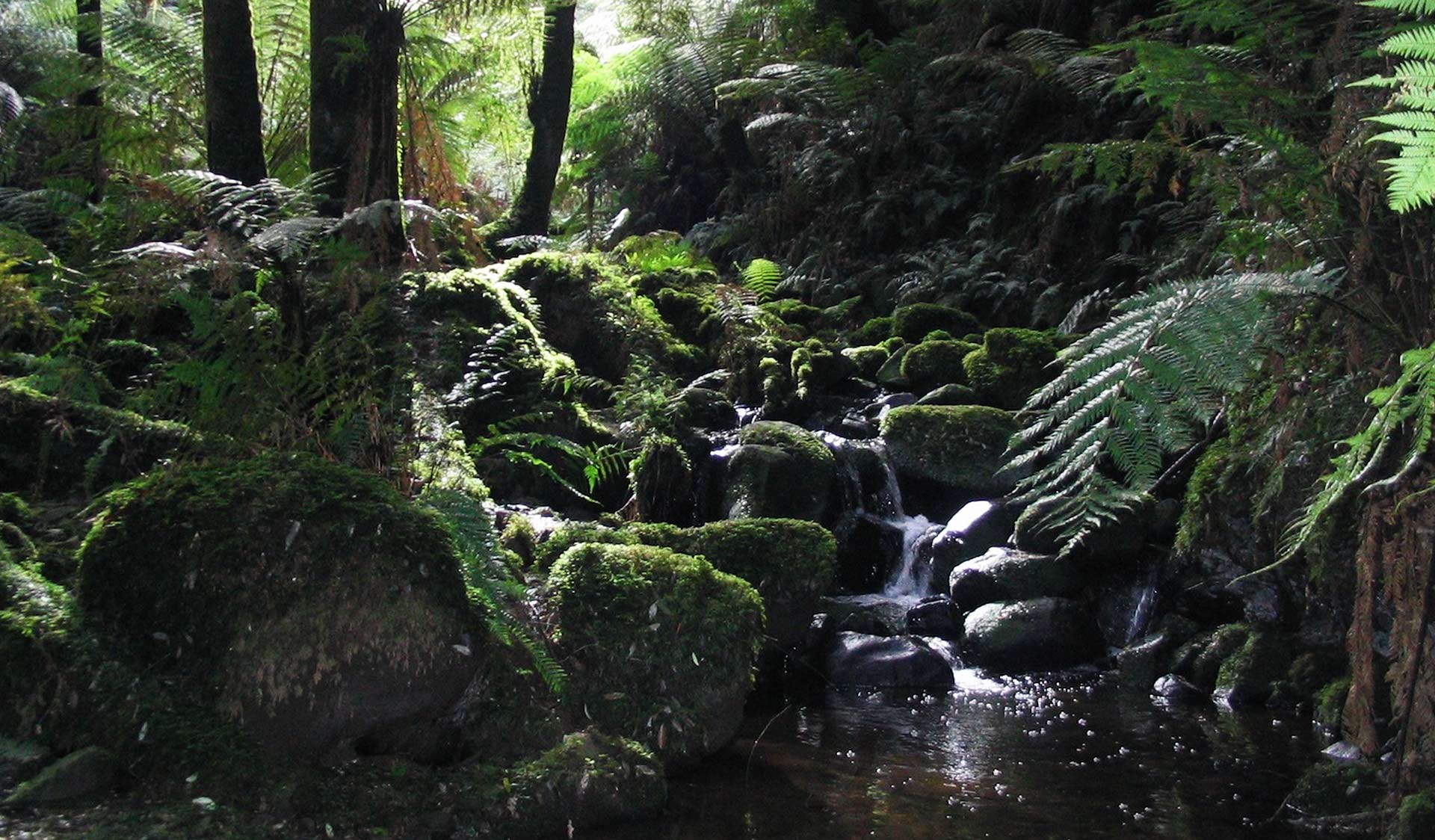 Sherbrooke Falls Trail (Image Credit: Visit Victoria)