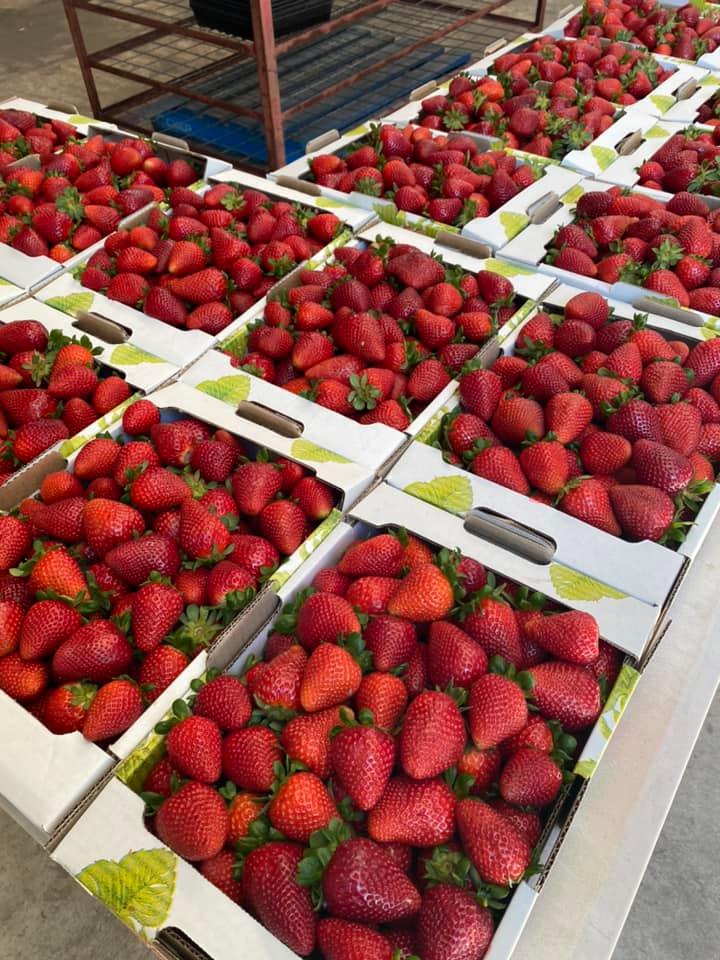 H&N Strawberry Farm
