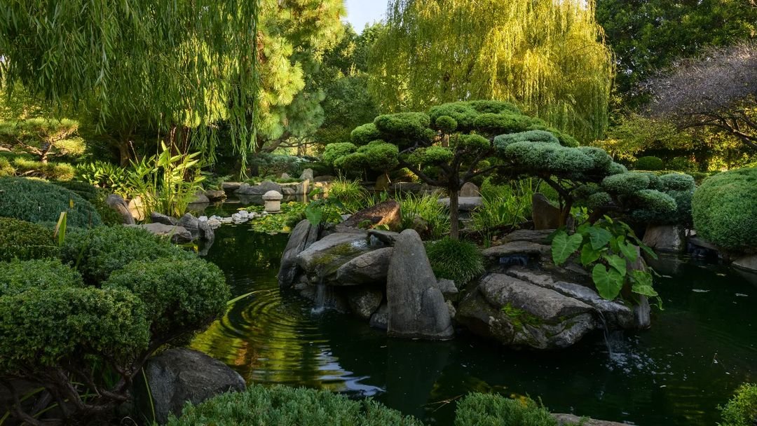 Himeji Garden (Image Credit: Chris Gascoigne for Adelaide Park Lands Association)