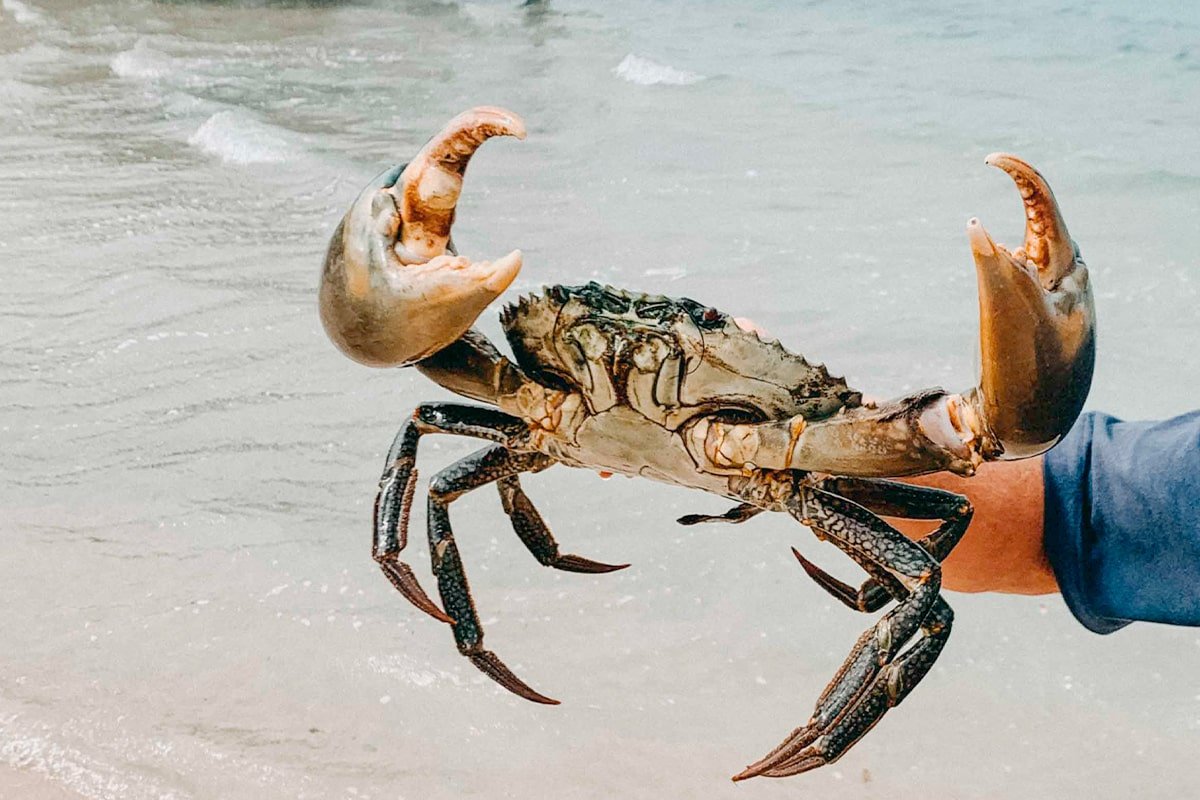 Mud-Crabbing