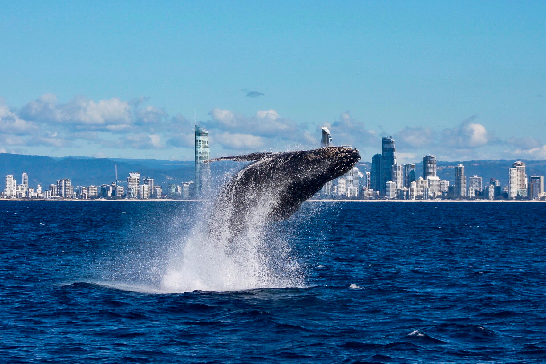 Whale Watching