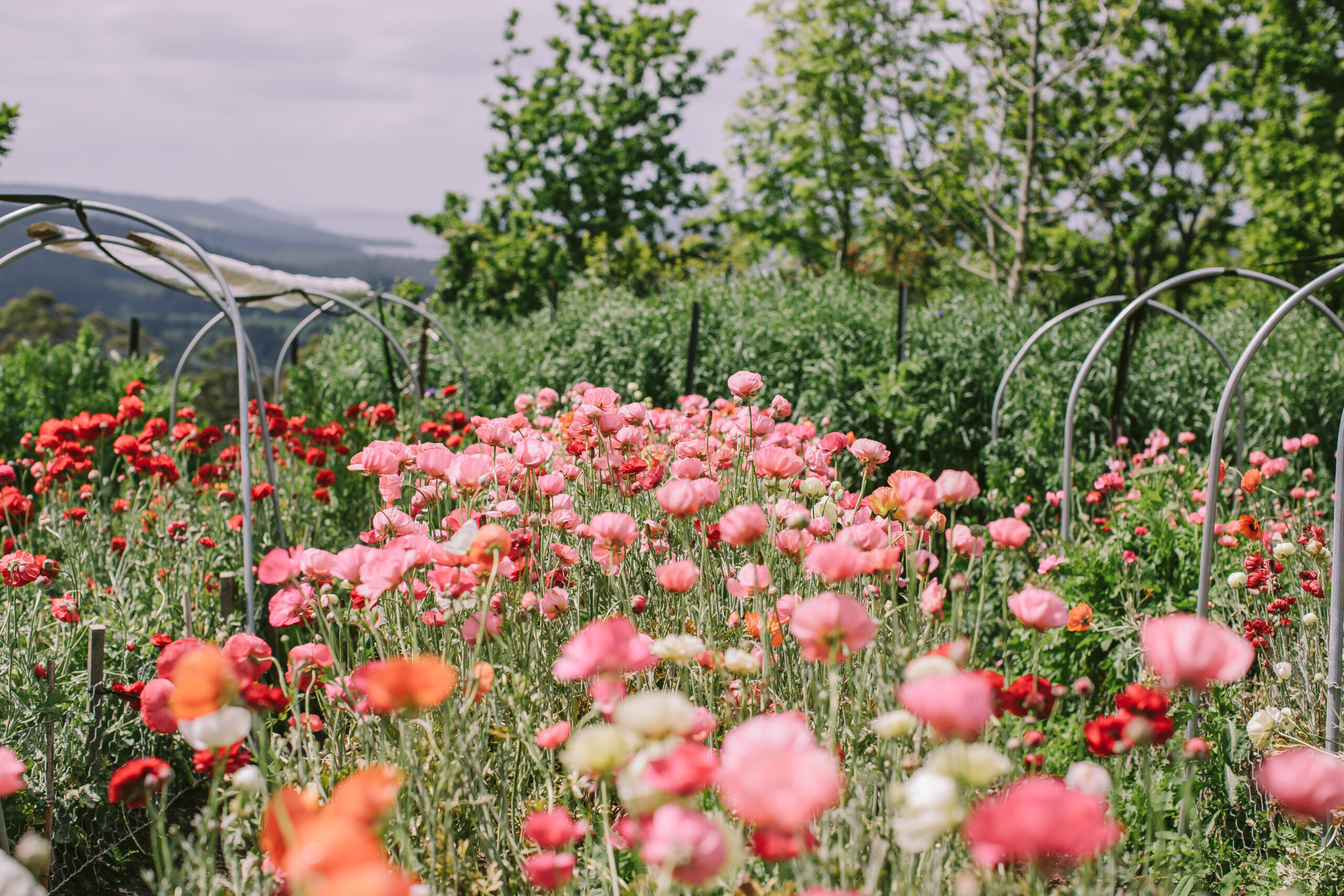 Lisa Kingston Flowers