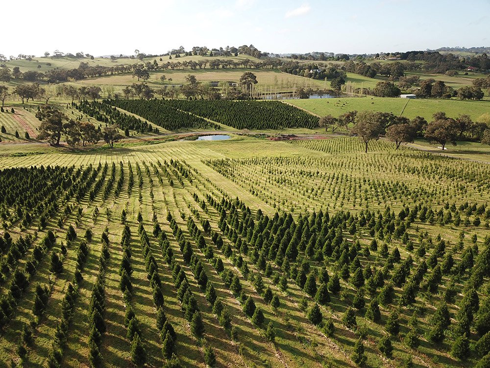 Ports Christmas Tree Farm 