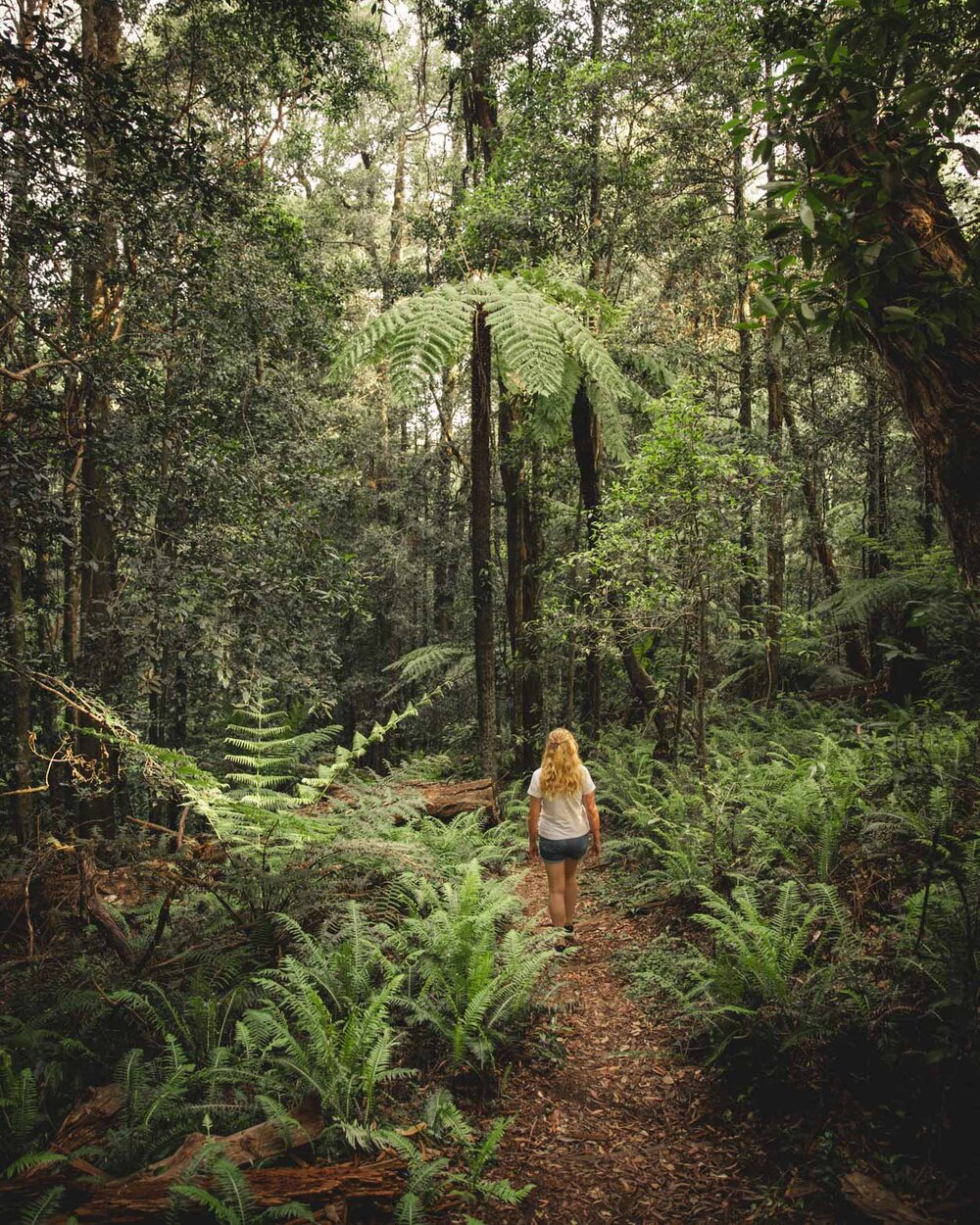 Waterfall Walk, Mt Wilson (Image Credit: Walk My World)