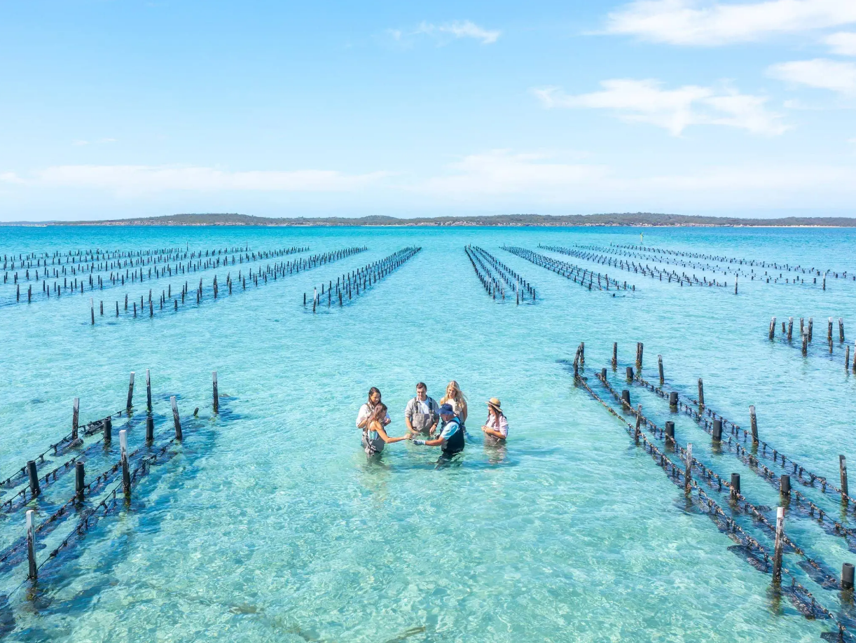 Coffin Bay Oysters