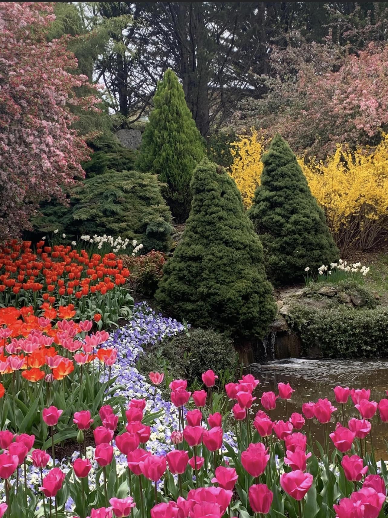 Tulip Top Gardens