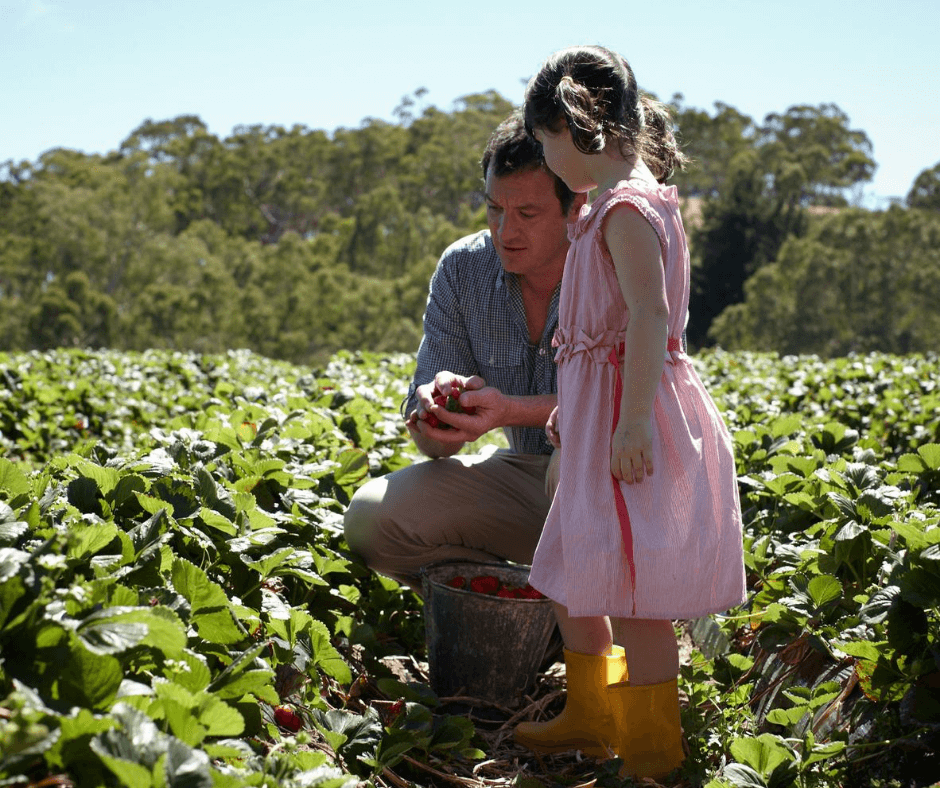 Beerenberg Strawberry Farm (Image Credit: Hahndorf)