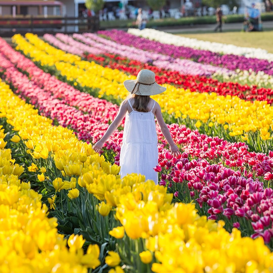 Tesselaar Tulip Festival