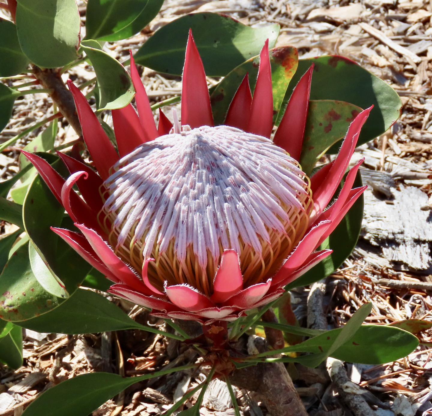 Coffs Harbour Botanic Garden