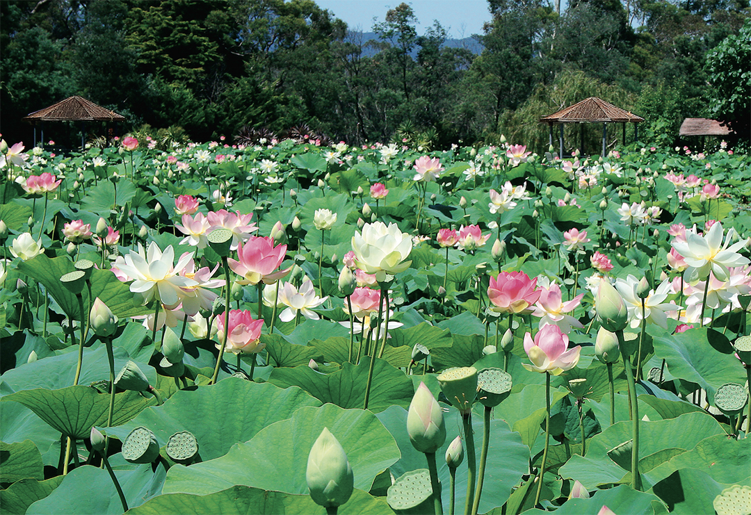 Blue Lotus Water Garden