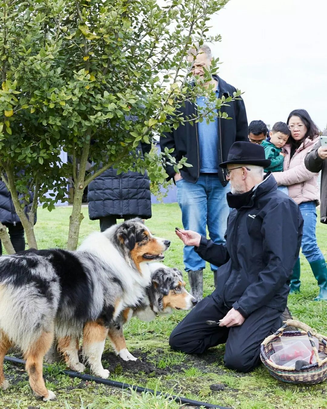 The Truffle Paddock