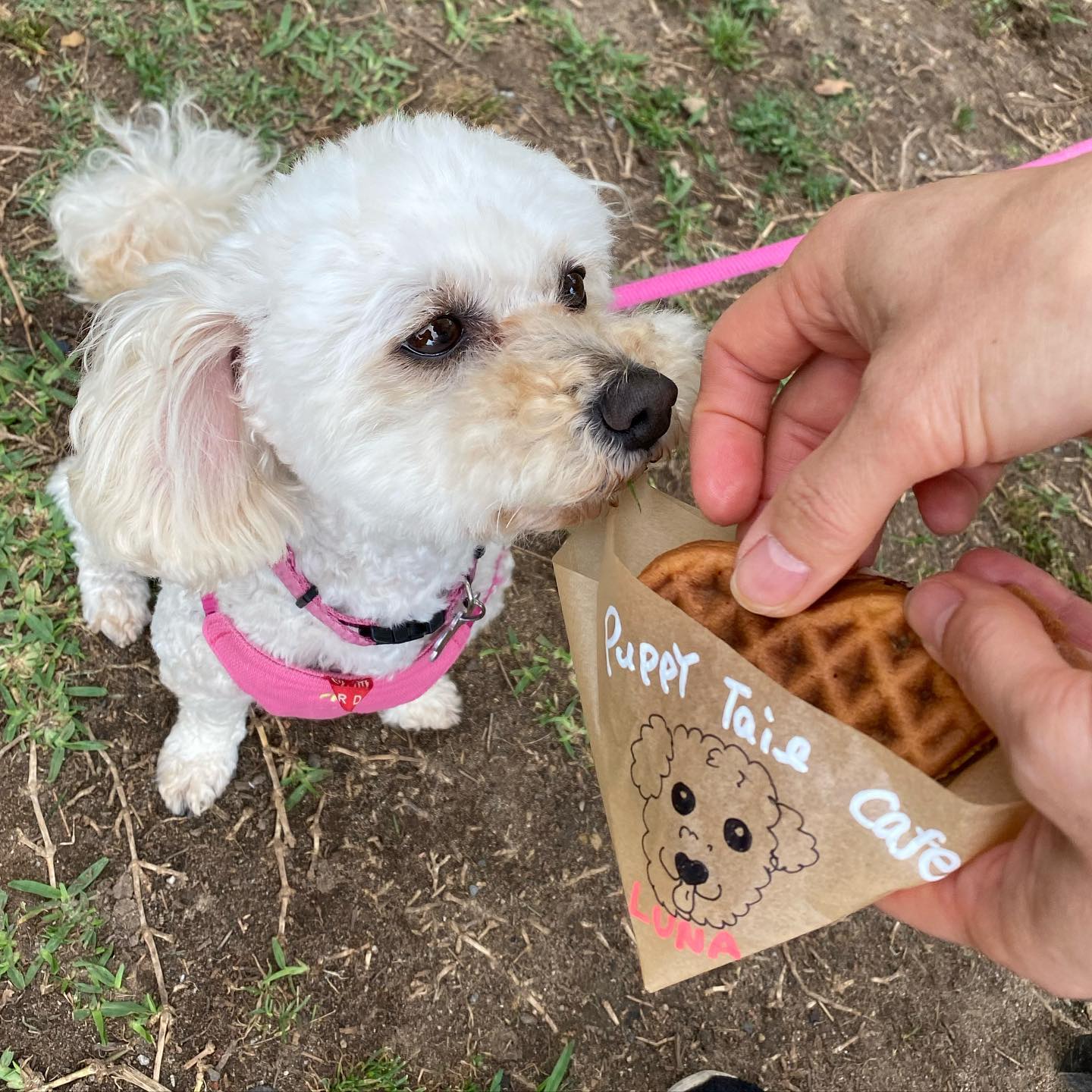 Puppy Tail Cafe