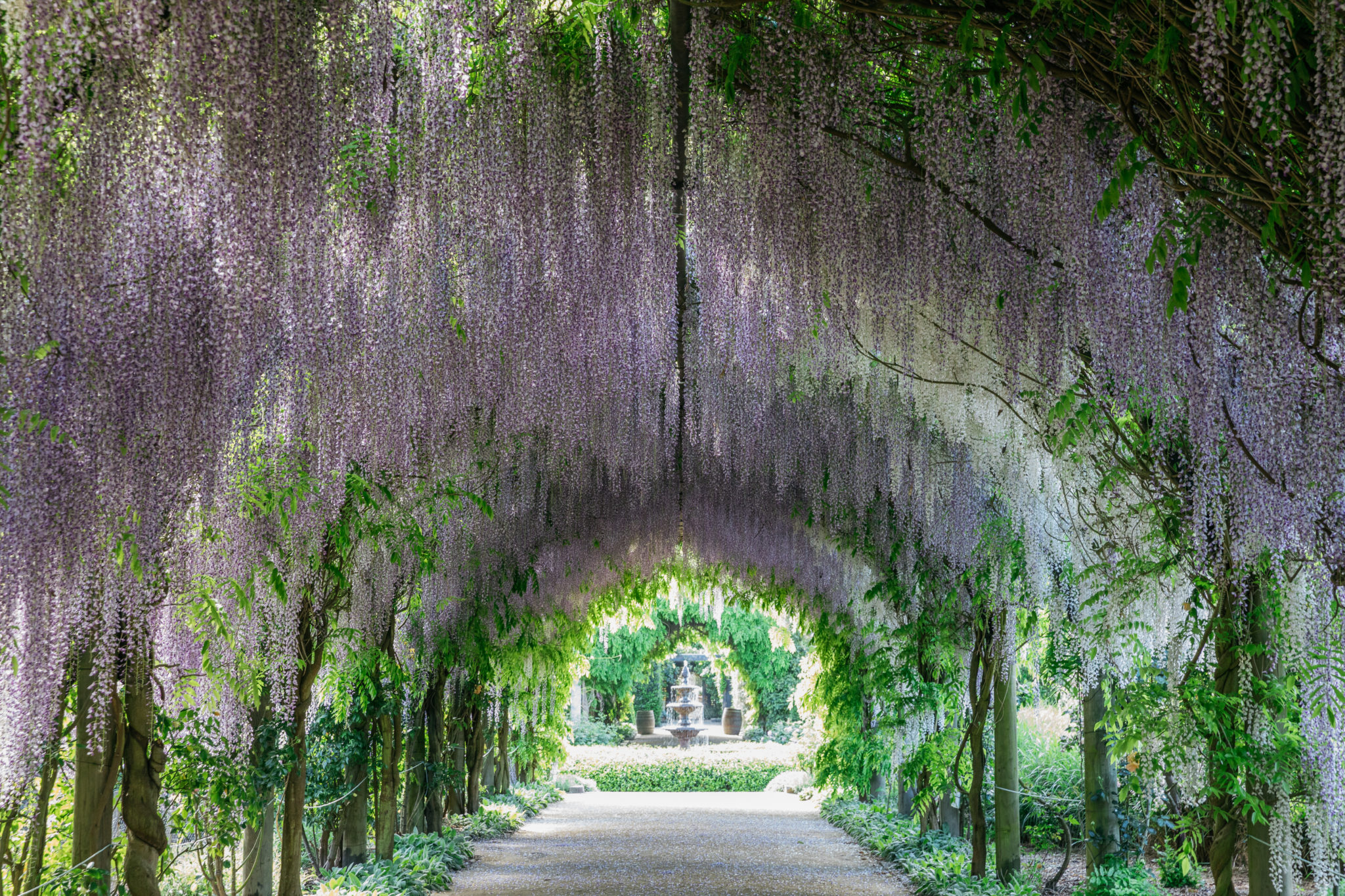 Alowyn Gardens and Nursery