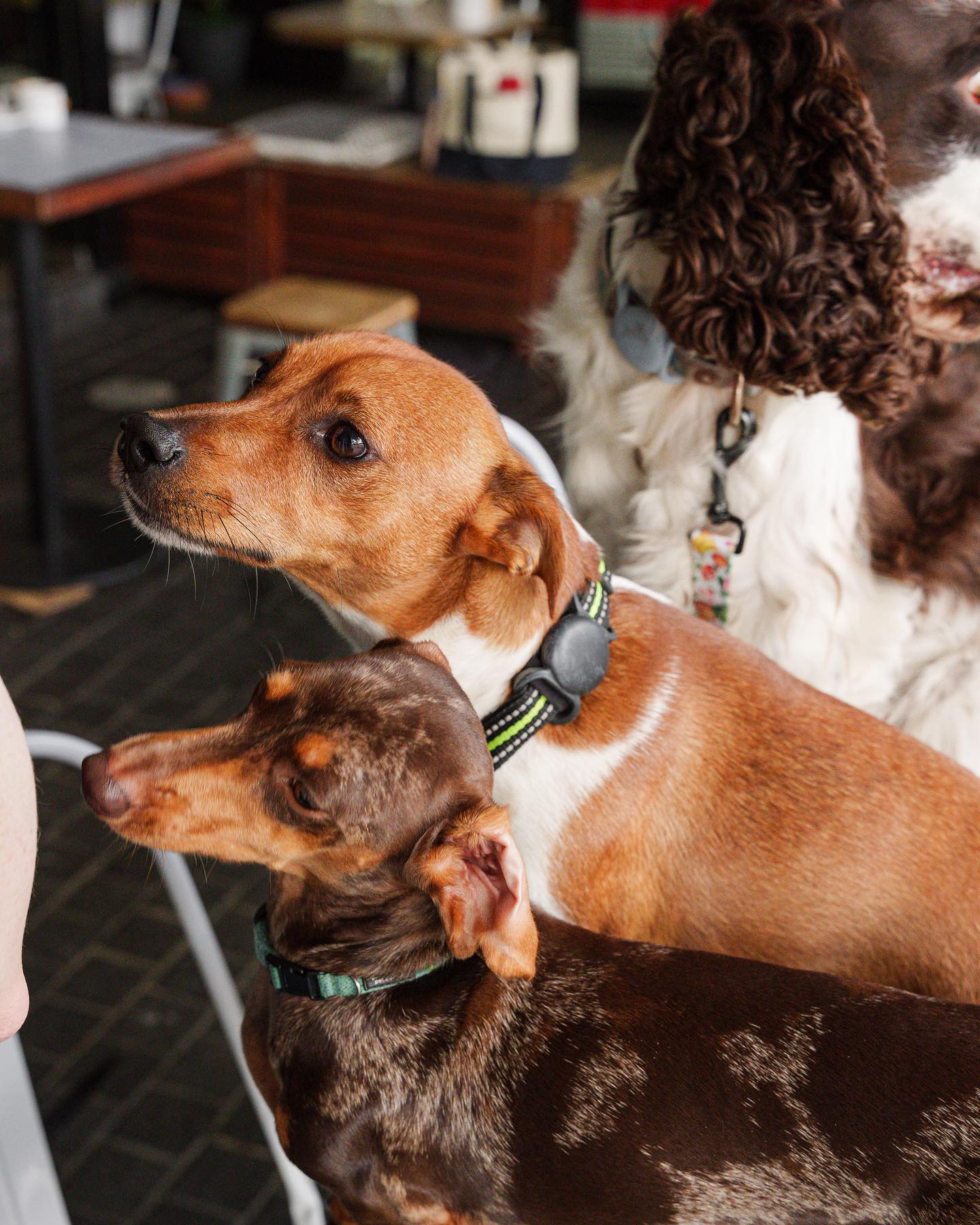 Dachshund Coffee